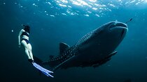 Whale Shark Snorkel Experience in Cancun (Snack Lunch included)