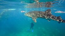 Whale Shark Snorkel Tour in Cancun (Snack Lunch included)