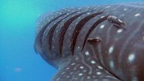 Adventure and Snorkel with the Whale Shark From Playa del Carmen