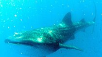 Adventure and Snorkel with the Whale Shark from Akumal or Puerto Aventuras