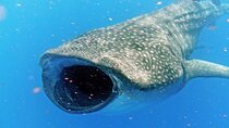 Adventure and Snorkel with the Whale Shark from Puerto Morelos