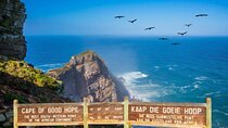 Cape Peninsula Tours