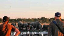 Safari Game Drive in Zambezi National Park