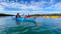Adelaide Dolphin Sanctuary Mangroves Kayaking Tour