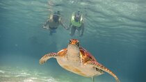 Snorkel Tour! Turtles & Underground Cenote from Playa del Carmen