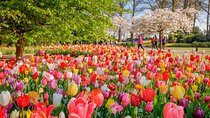 Skip-the-Line Keukenhof Gardens and Tulip Fields Tour from Amsterdam