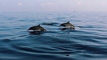 Bali Dolphin Lovina tour and Ulundanu Beratan