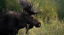 Half-Day Grand Teton Wildlife Safari Private Tour