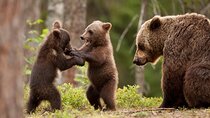Brown bear watching experience at the Bear Sanctuary