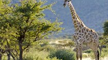 Pilanesberg Full Day Safari