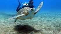 Discover beginner diving in Tenerife