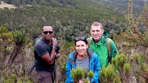 Kilimanjaro 1 Day Hike