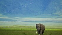 4-Day Wildlife Safari in Tanzania