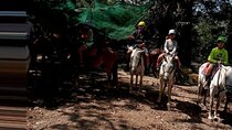 Horseback Riding Tours on the beach, mountain