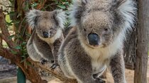 Cleland Wildlife Park Experience - from Adelaide including Mt Lofty Summit