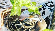 Swim with Sea Turtles; Spice Tour with Lunch; Prison Island Tour