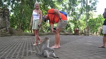 Ubud Monkey Forest Sanctuary Tours