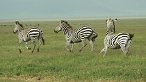 9-Day Ultimate Tanzania Honeymoon Safari Luxury Package