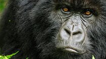 8-Day Murchison Falls, Chimp and Epic Gorilla Trekking