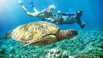 Marine Biologist Guided Snorkel Tour from Shore at Turtle Town