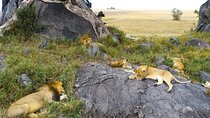 A wildlife Safari in Tanzania