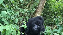 3 Days Uganda Gorilla trek Safari Tour 
