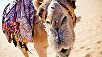 BBQ Sunset Camel Riding By the Flamingo River