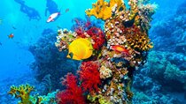 Ras Mohammed Diving Day Trip from Sharm el-Sheikh
