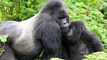 3 Days Bwindi Gorilla Trekking tour 