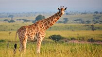 2-Day Private Safari of Murchison Falls National Park