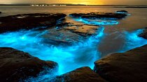 Bioluminescence Clear Kayak or Paddleboard Tour Near Orlando
