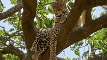 8-Day Essence of Tanzania Safari - Luxury