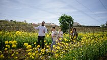 Istria Wine Tour from Rijeka and Opatija
