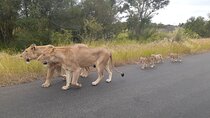 Kruger national park tour 4-days/3nights(Open safari truck)