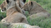 4 Days Safari Private Tour to Mikumi National Park & Nyerere Park