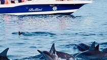 Fully Day Tour: Dolphin Encounters, Crystal Rock at Benitiers Island