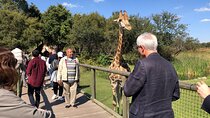 Cradle of Humankind Tour with Lion Safari from Johannesburg