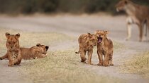 4 Day Kruger Safari with Panorama from Johanensburg