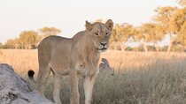 6 days 5nights Victoria falls and hwange safari Private Tour