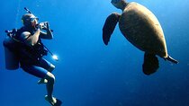 Private and Personalized Scuba Diving Adventures for All Experience Levels
