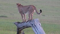 2 days - Masai mara Private Guided Tour from Nairobi