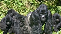 4-Day Private Gorilla Trekking Bwindi Impenetrable Forest