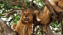 3-Day Safari in Queen Elizabeth National Park Uganda from Kampala