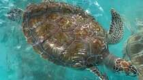 Full Day Tour Snorkeling with Turtles in Akumal, Tulúm and Playa del Carmen