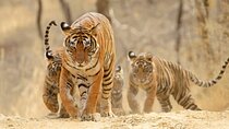 Same Day Ranthambore & Jhalana Leopards Safari From Jaipur