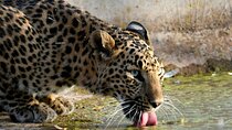 Leopard Wildlife Safari at Amagarh Park Including Transfers