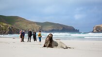 Otago Peninsula Wildlife Tour & Cruise