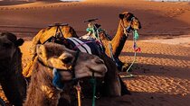 Zagoura Desert 2 Days 1 Night include B&B, Lunch ,transport ,Tent ,Camel Ride 