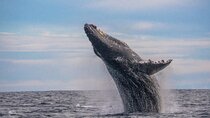 Whale Watching Tour in Cabo San Lucas