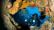 Day Trip for certified divers - 2 or 3 Dives in Tulamben (pick up in South Bali)